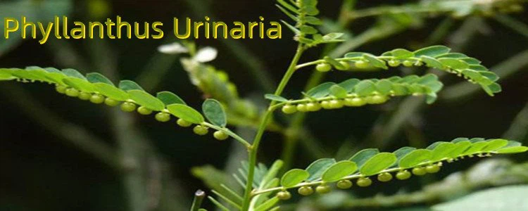 Phyllanthus Urinaria Extract.png